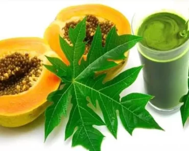 Here Are 5 Health Benefits Of Drinking Papaya Leave Herbal Mixture You Might Not Know