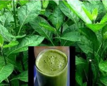 Say bye-bye to blood pressure, diabetes, stomach pain and other ailments using these leaves