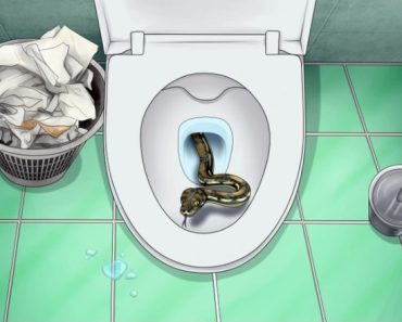 5 Creatures That Can Crawl In Through Your Toilet and How to Stop Them