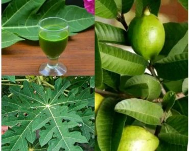 Boil Guava Leaves With 10 Pawpaw Leave, Drink For Week To Solve This Health Problem