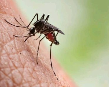 Which Blood Group Are Mosquitoes Most Attracted To?