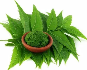 Health Conditions That Can Be Managed By Neem Leaves (Dogoyaro)