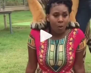 What Kind Of Play Is This? See What This Lady Was Captured Doing With A Tiger (VIDEO)