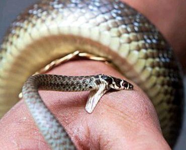 WARNING: Snake Bite Kills; Here Are 5 Things You Should Do Immediately When Bitten By Snake
