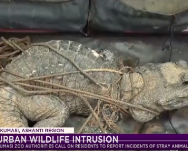The economy is hard, we will eat it and die – Oduom youth after discovering stray crocodile
