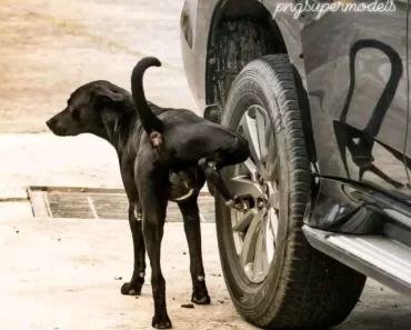 Reasons Why Dogs Urinate on Car Tyres other Objects