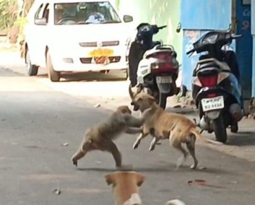 Monkey fighting with dog video from Bhubaneswar goes viral, Watch