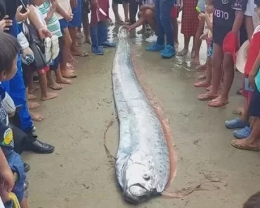 HISTORIC; Horror as ‘earthquake omen’ fish washes up on beach leaving locals terrified