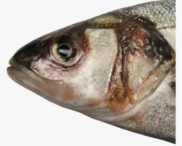 Do You Still Eat the Head of Fish? See What It Does to Your Brain