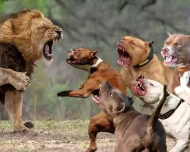 Check Out How Many Pitbulls Can Fight and Kill a Single Lion?
