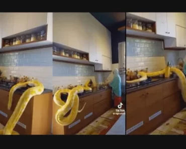 JUST IN: “This is wickedness” – Video of black maid working in the kitchen with a snake owned by her Saudi Arabian employer trends (Watch)