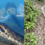 Amazing Largest Green Anaconda Ana Julia Dies; Possible Gunshot Speculation Angers Internet (Video)
