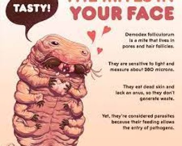 (VIDEO): See The Mites That Live On Your Face