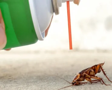 Woman’s Attempt to Kill Cockroach Sparks Apartment Fire, Leaving Neighbour Dead Woman’s Attempt to Kill Cockroach Sparks Apartment Fire, Leaving Neighbour Dead